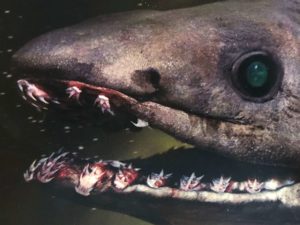 ラブカは「生きた化石」ではない！？決定的な2つの理由とは？