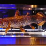 深海魚「シーラカンス」の寿命は?生息地は?生きた化石を徹底解説!