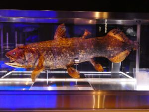 深海魚「シーラカンス」の寿命は?生息地は?生きた化石を徹底解説!