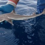 新種！深海魚「ジニーのツノザメ」って何？名前の由来は？