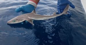 新種！深海魚「ジニーのツノザメ」って何？名前の由来は？