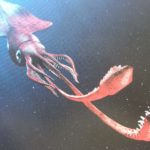 深海生物「ダイオウホウズキイカ」とは?生態・特徴を徹底解説!