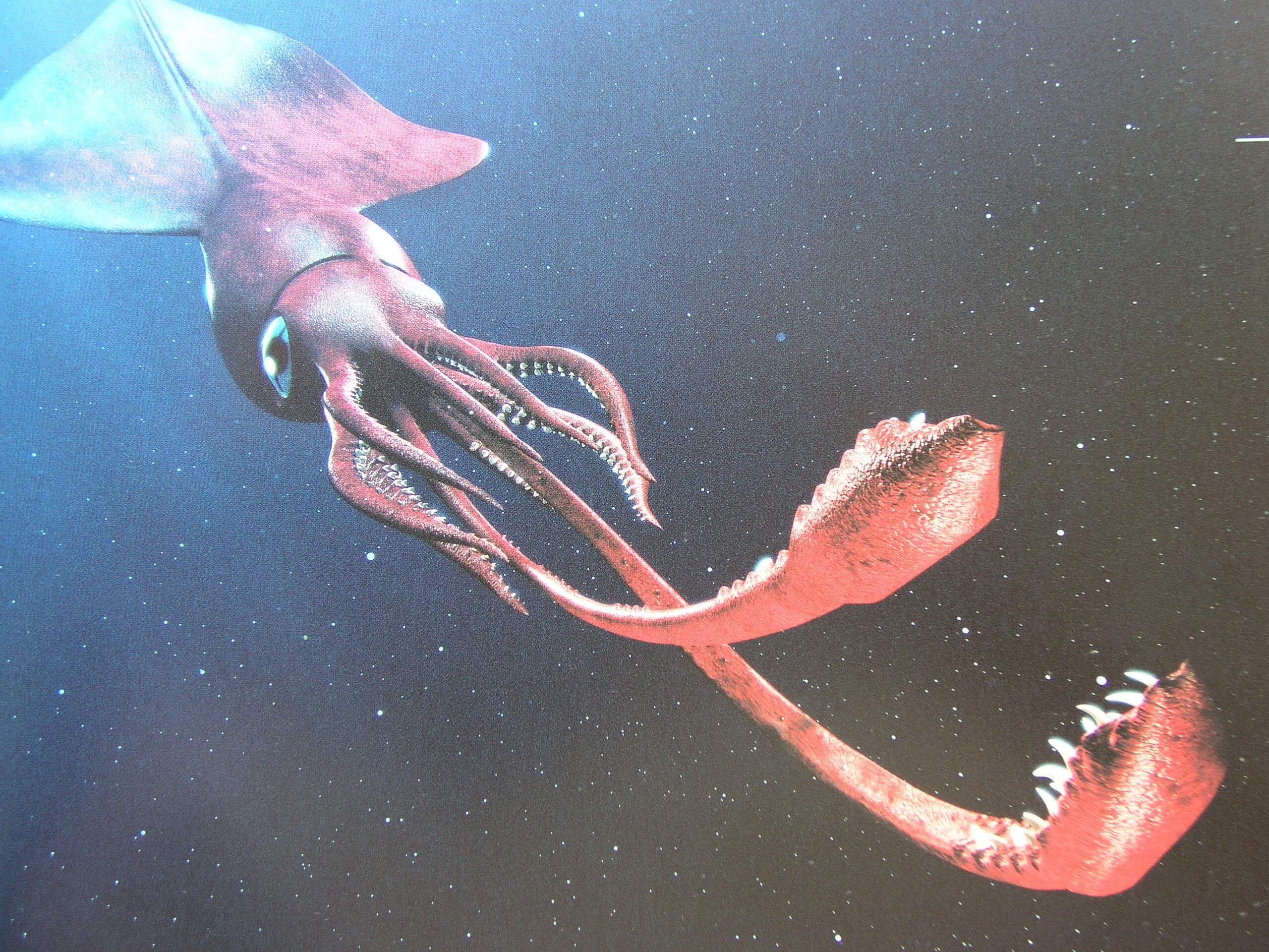 深海生物「ダイオウホウズキイカ」とは？生態・特徴を徹底解説！