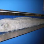 深海魚「リュウグウノツカイ」とは?生態・特徴を徹底解説!