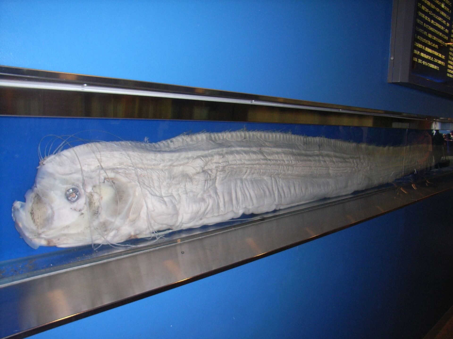 深海魚「リュウグウノツカイ」とは？生態・特徴を徹底解説！