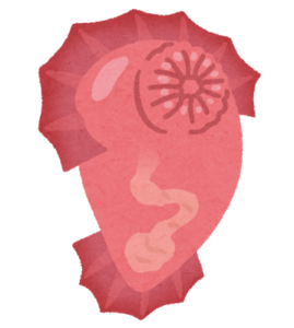 深海生物「ユメナマコ」とは？生態・特徴を徹底解説！