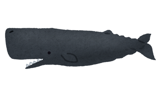 深海生物 マッコウクジラ とは 生態 特徴を徹底解説 深海の庭を歩く ぶらぶらラブカ