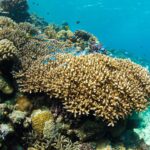 ウミケムシに刺されると腕なくなる?正しい対処法とは
